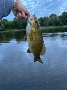 Smallmouth Bass