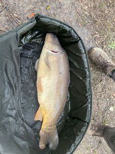 Leather Carp