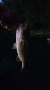 Largemouth Bass