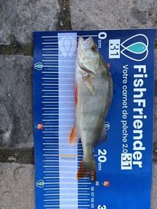European Perch