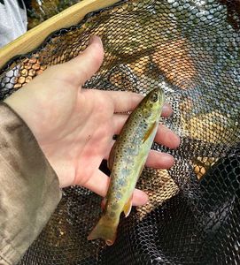 Brown Trout