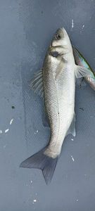 European Bass (Seabass)