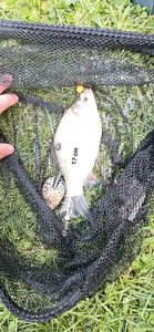 Crucian Carp