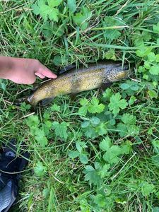 Brown Trout