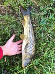 Common Carp