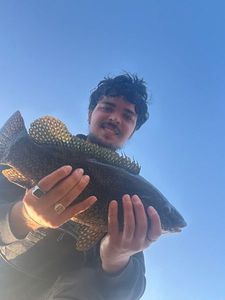 Ballan Wrasse