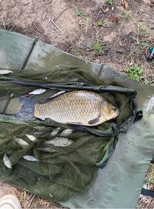 Prussian Carp