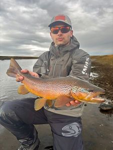 Brown Trout