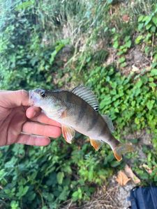 European Perch