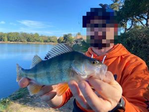 European Perch