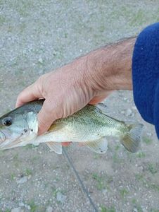 Largemouth Bass
