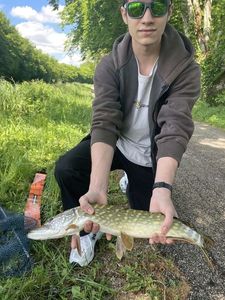 Northern Pike