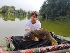 Common Carp