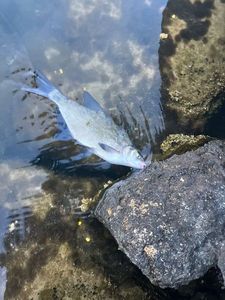 Common Bream