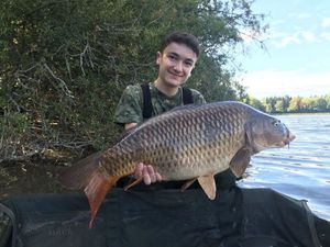 Common Carp