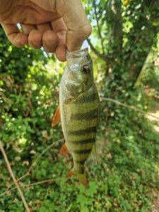 European Perch