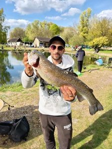 Rainbow Trout
