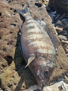 Black Seabream