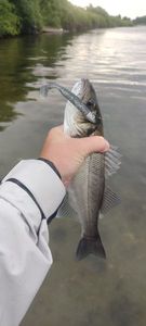 European Bass (Seabass)