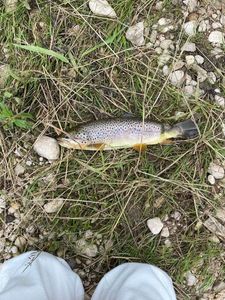 Brown Trout