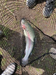 Rainbow Trout