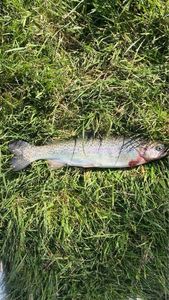 Rainbow Trout