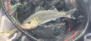 European Bass (Seabass)