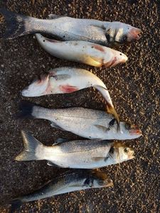European Bass (Seabass)