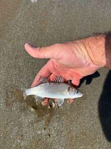 European Bass (Seabass)