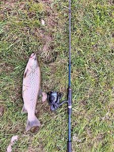 Brown Trout