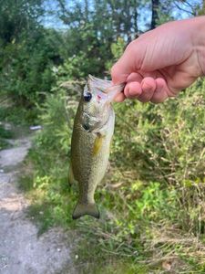 Largemouth Bass