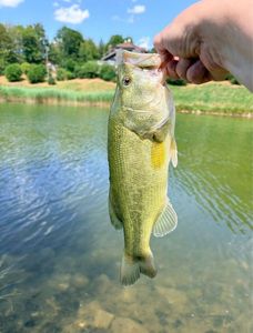 Largemouth Bass