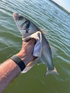 European Bass (Seabass)