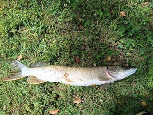 Northern Pike