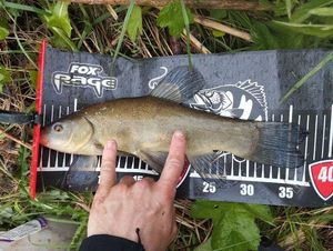 Tench