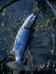 Pink Salmon