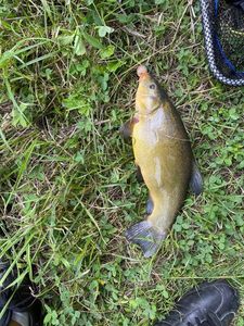 Tench