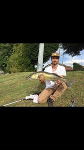 Zander