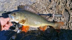 European Perch