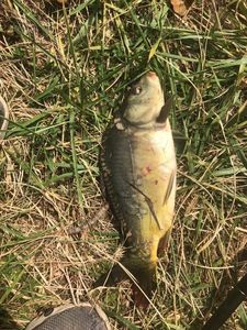 Mirror Carp