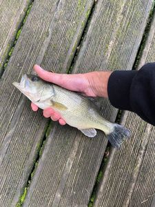 Largemouth Bass