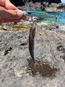 Pesce lucertola