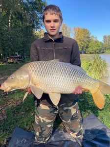 Common Carp