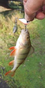European Perch
