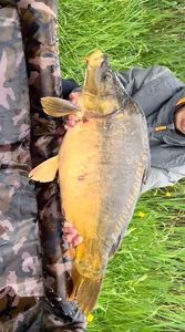 Mirror Carp