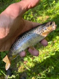 Brown Trout