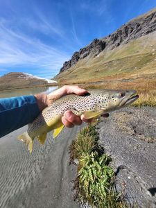 Brown Trout