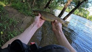 Brown Trout