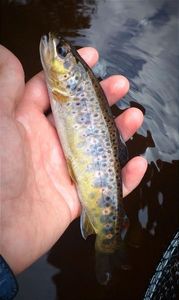 Brown Trout