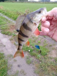 European Perch